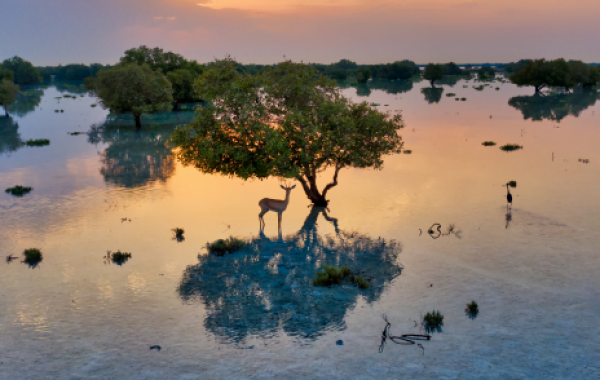 Wildlife-10-q0rkflbi32sw2w8gut77o33slld2karrn450cytihk